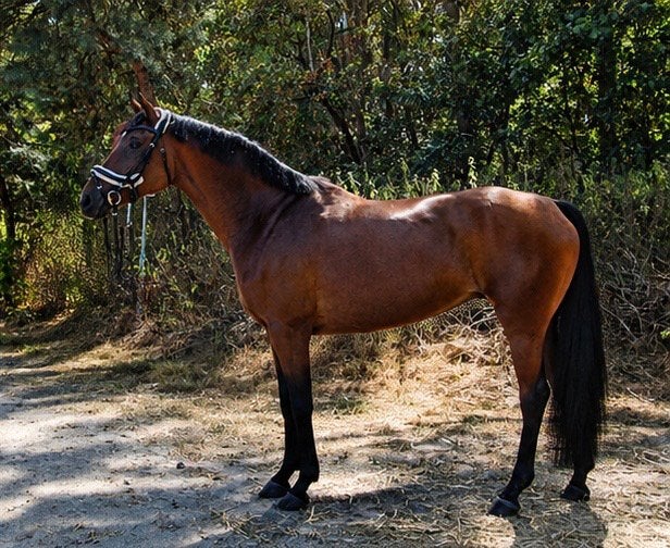 Prachtige duitse dressuurmerrie, Dieren en Toebehoren, Merrie, Dressuurpaard, 7 tot 10 jaar, 165 tot 170 cm
