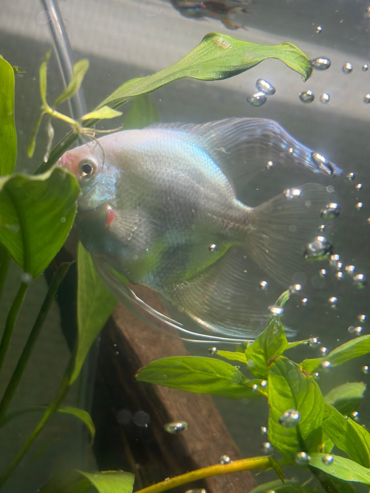 Mooie maanvis, Dieren en Toebehoren, Vissen | Aquariumvissen