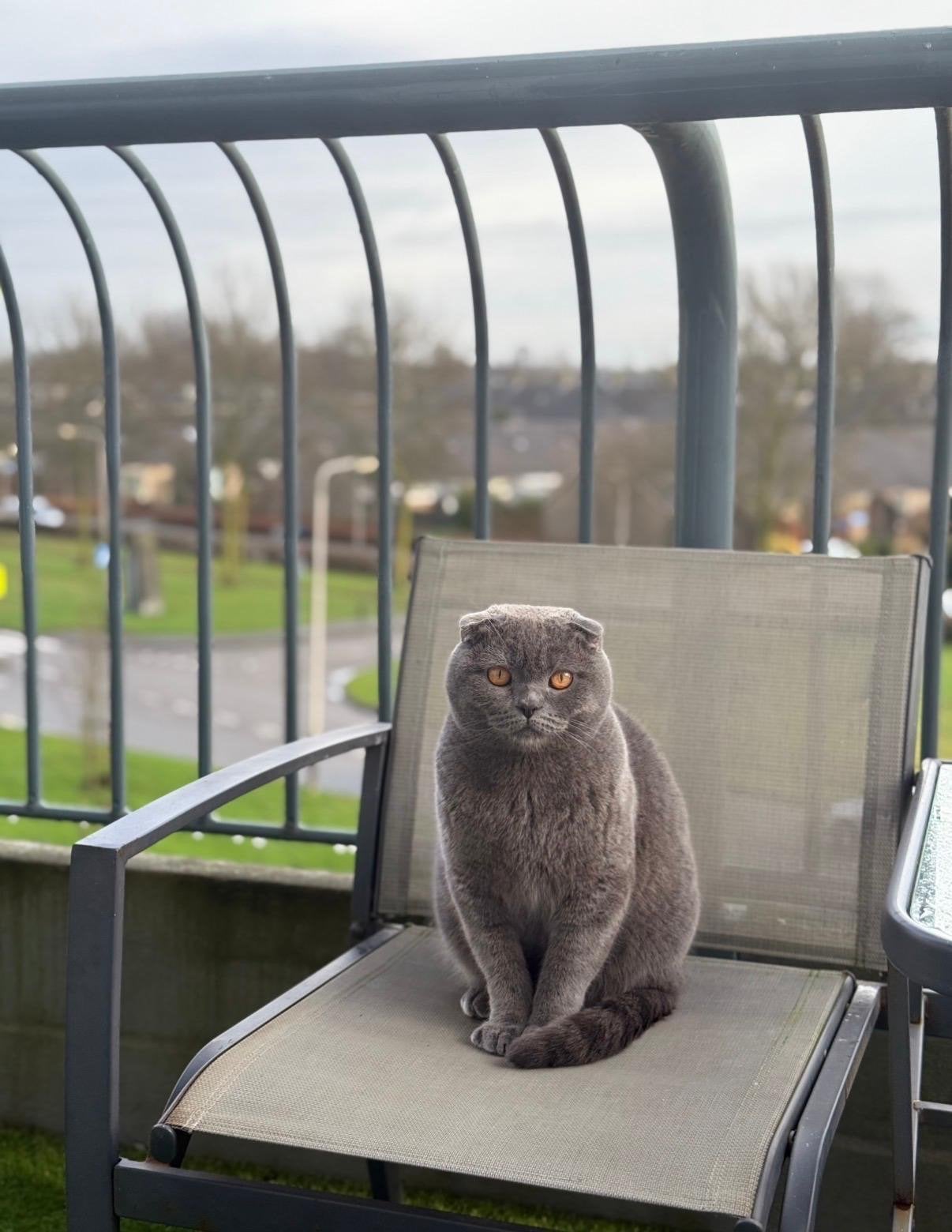 Mooie Britse korthaar, Kater, Kortharig, 3 tot 5 jaar
