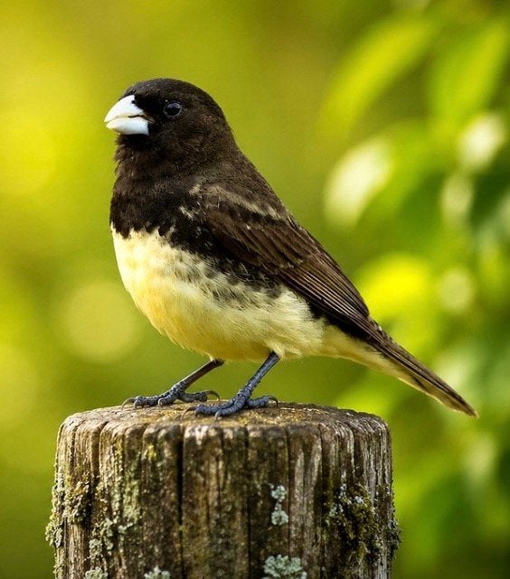 Geelbuikdikbekjes Gezocht, Dieren en Toebehoren, Vogels | Overige Vogels, Meerdere dieren