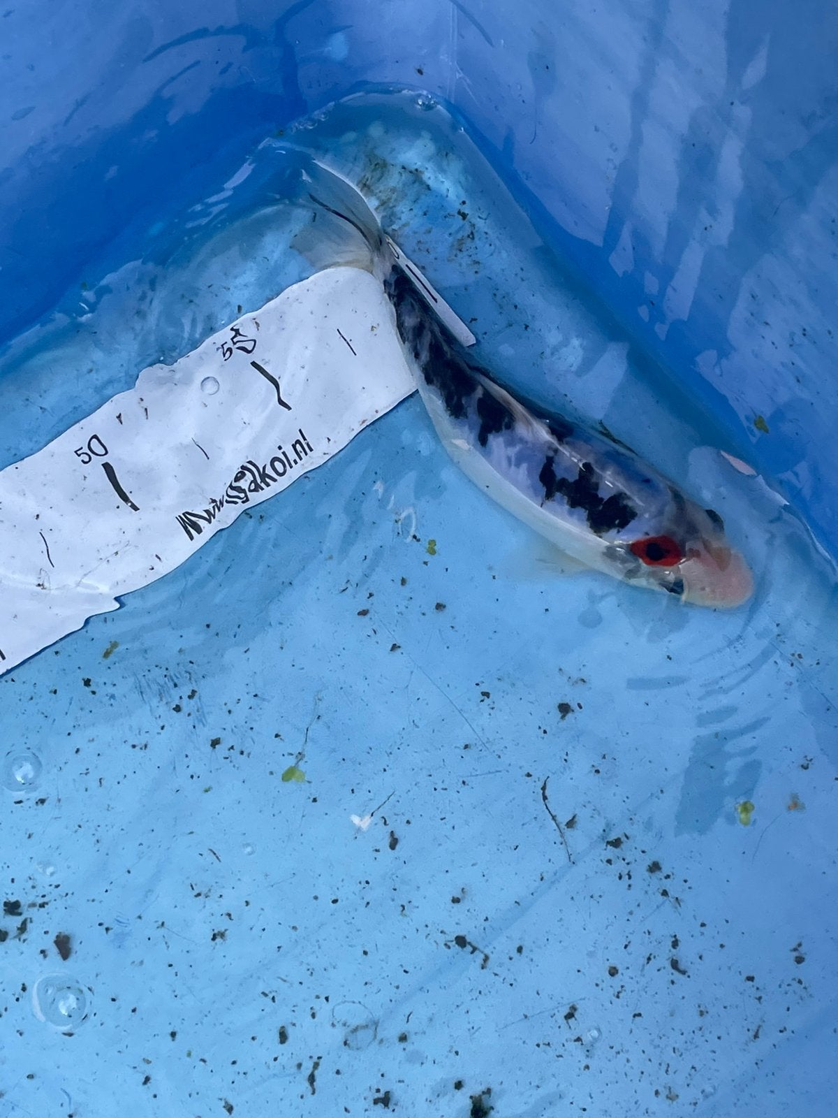 Koikarper 16 cm, Dieren en Toebehoren, Karper of Koi