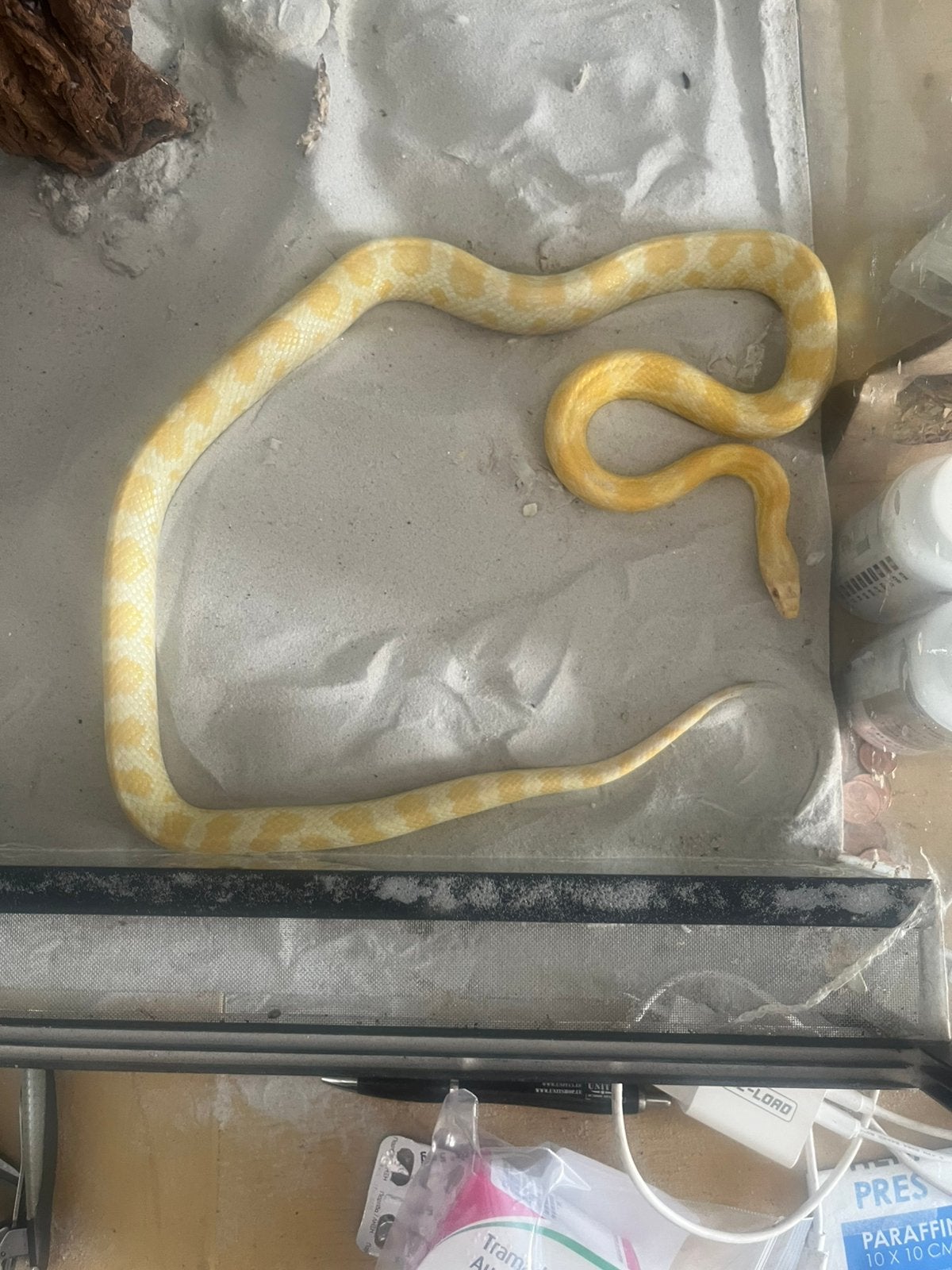 2 rattenslangen Rat Snake - female for sale from Henry Meeuwsen