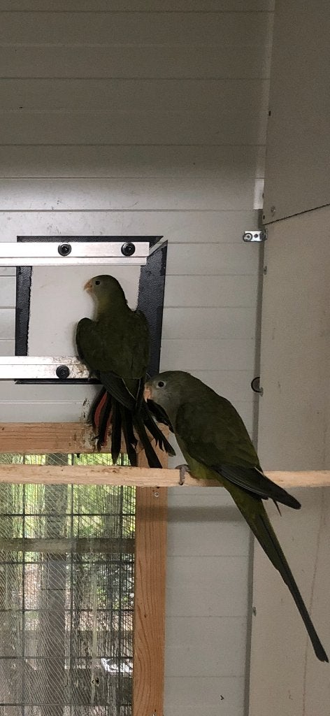 Barraband (mutaties), Dieren en Toebehoren, Meerdere dieren, Parkiet, Geringd