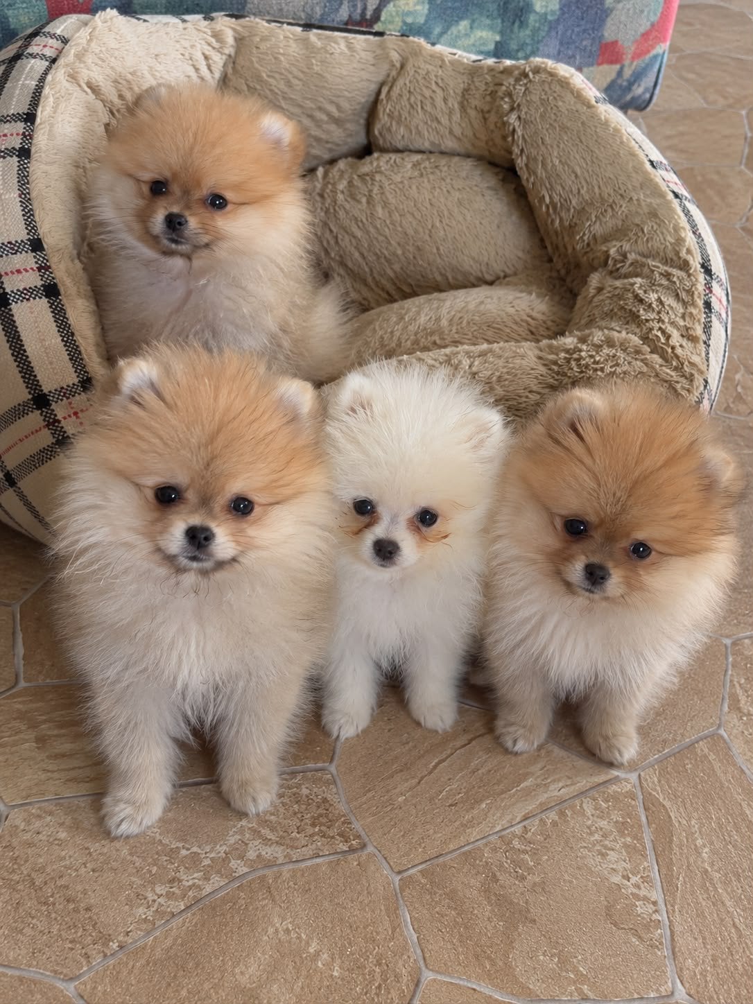 Pomeriaan pups pomeranian, België, Particulier, Overige rassen, 8 tot 15 weken