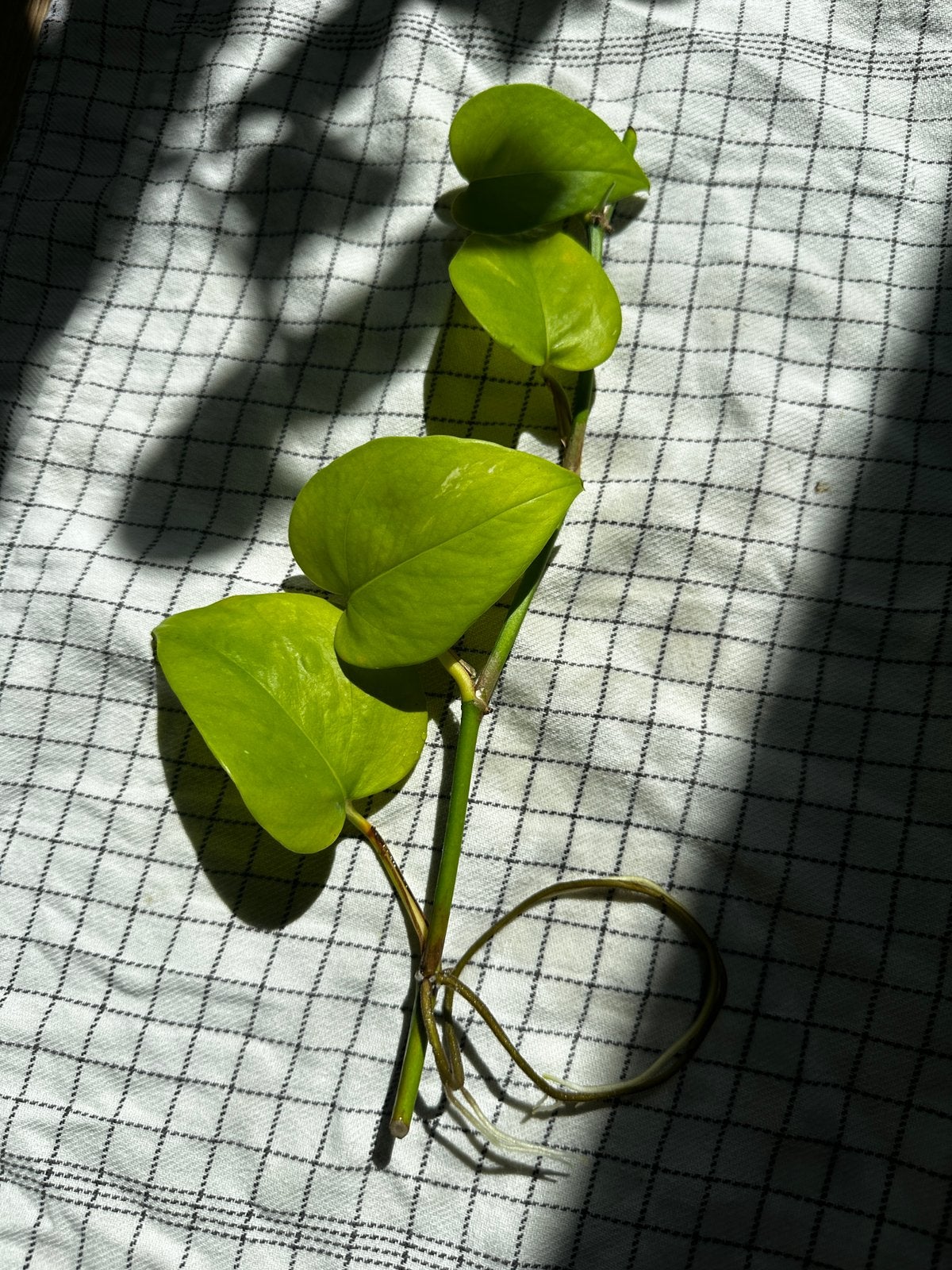 1pc of small pothos, Ophalen, Halfschaduw, Minder dan 100 cm
