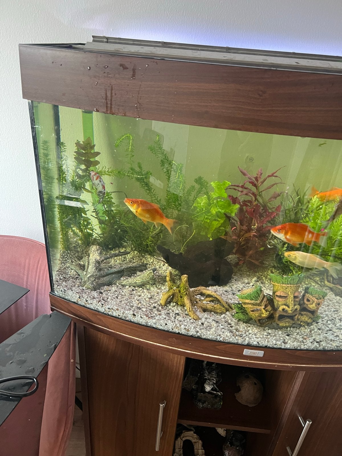 Goudvissen, Dieren en Toebehoren, Vissen | Aquaria en Toebehoren, Ophalen, Zo goed als nieuw, Overige typen