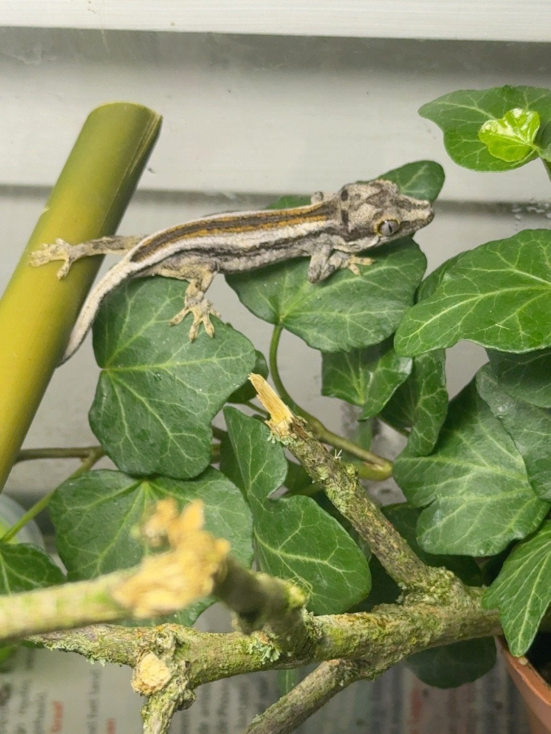 Gargoyle gekko, Dieren en Toebehoren, Hagedis, Tam, 0 tot 2 jaar