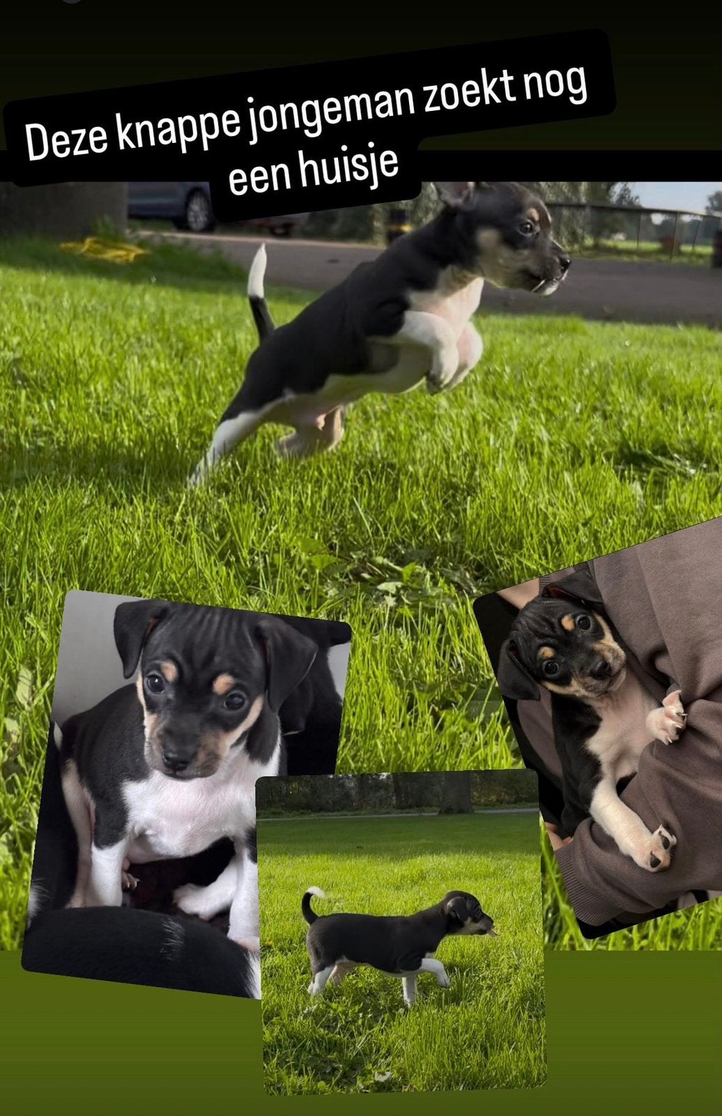 Boerenfox reutje te koop GERESERVEERD, Reu, 8 tot 15 weken, Eén hond, Klein