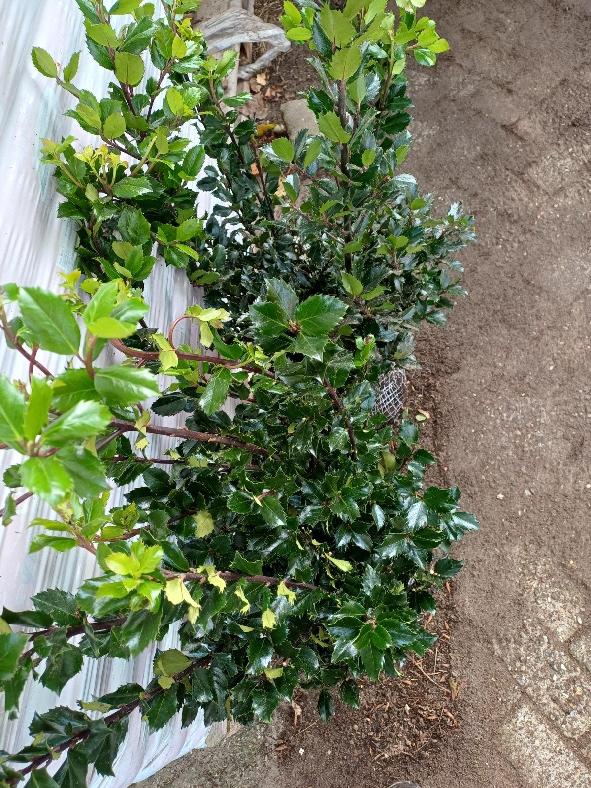 Ilex blue prince hulst, Ophalen, Hulst, Haag, Minder dan 100 cm