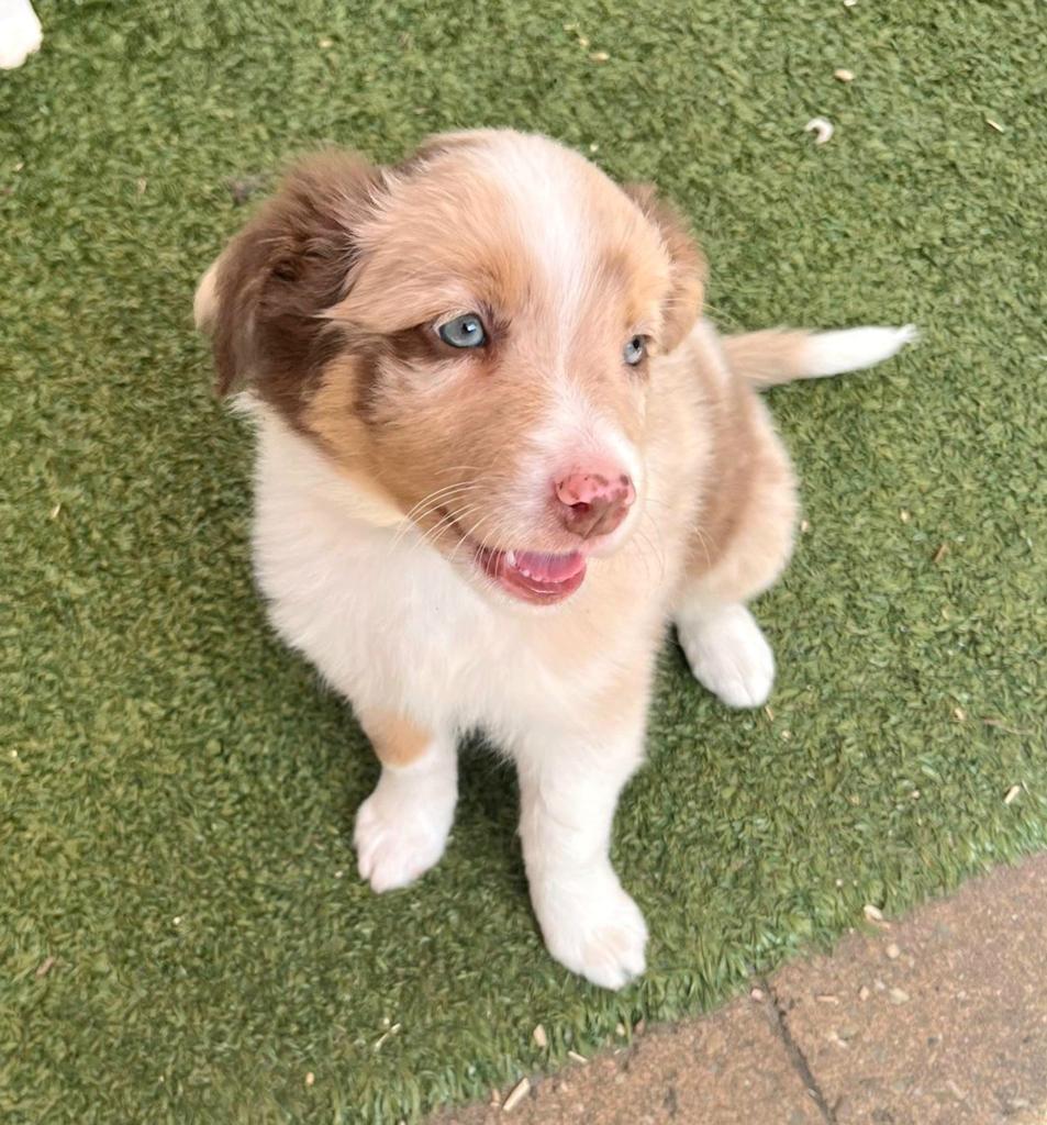 Nog 2 lieve, sociale Bordercollie x Australian Shepherd pups, Dieren en Toebehoren, Honden | Herdershonden en Veedrijvers, 8 tot 15 weken