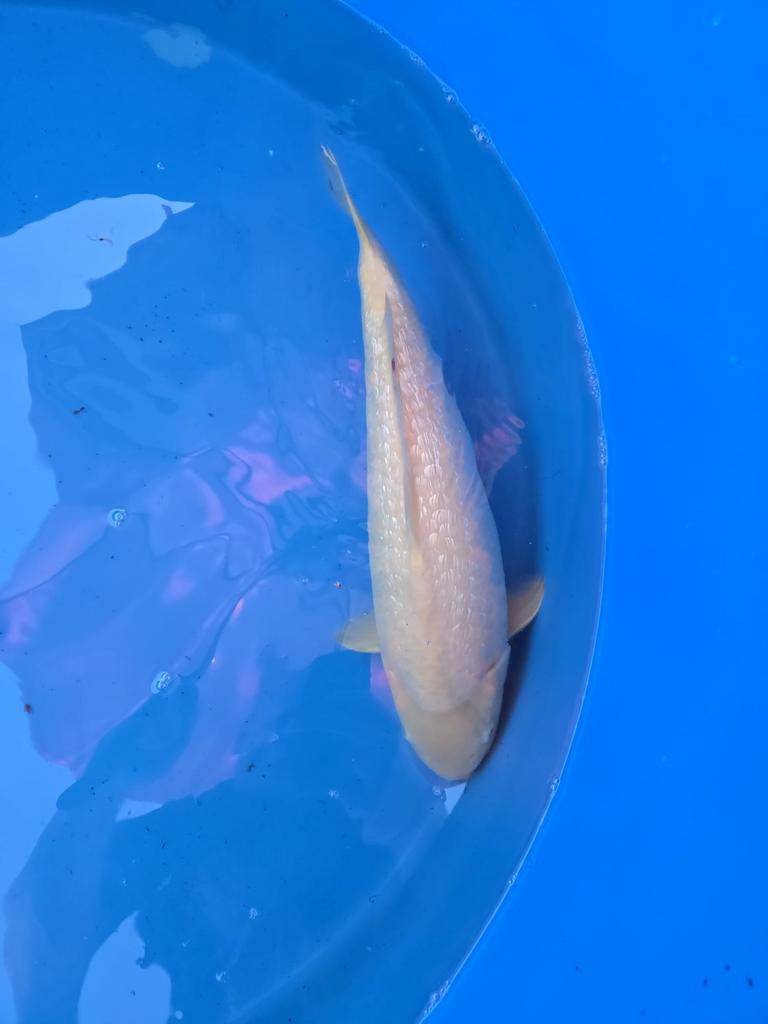Yellow monkey koi, Dieren en Toebehoren, Karper of Koi
