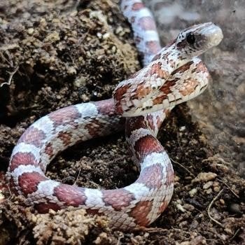 Pantherophis guttata Corn Snake photo 4