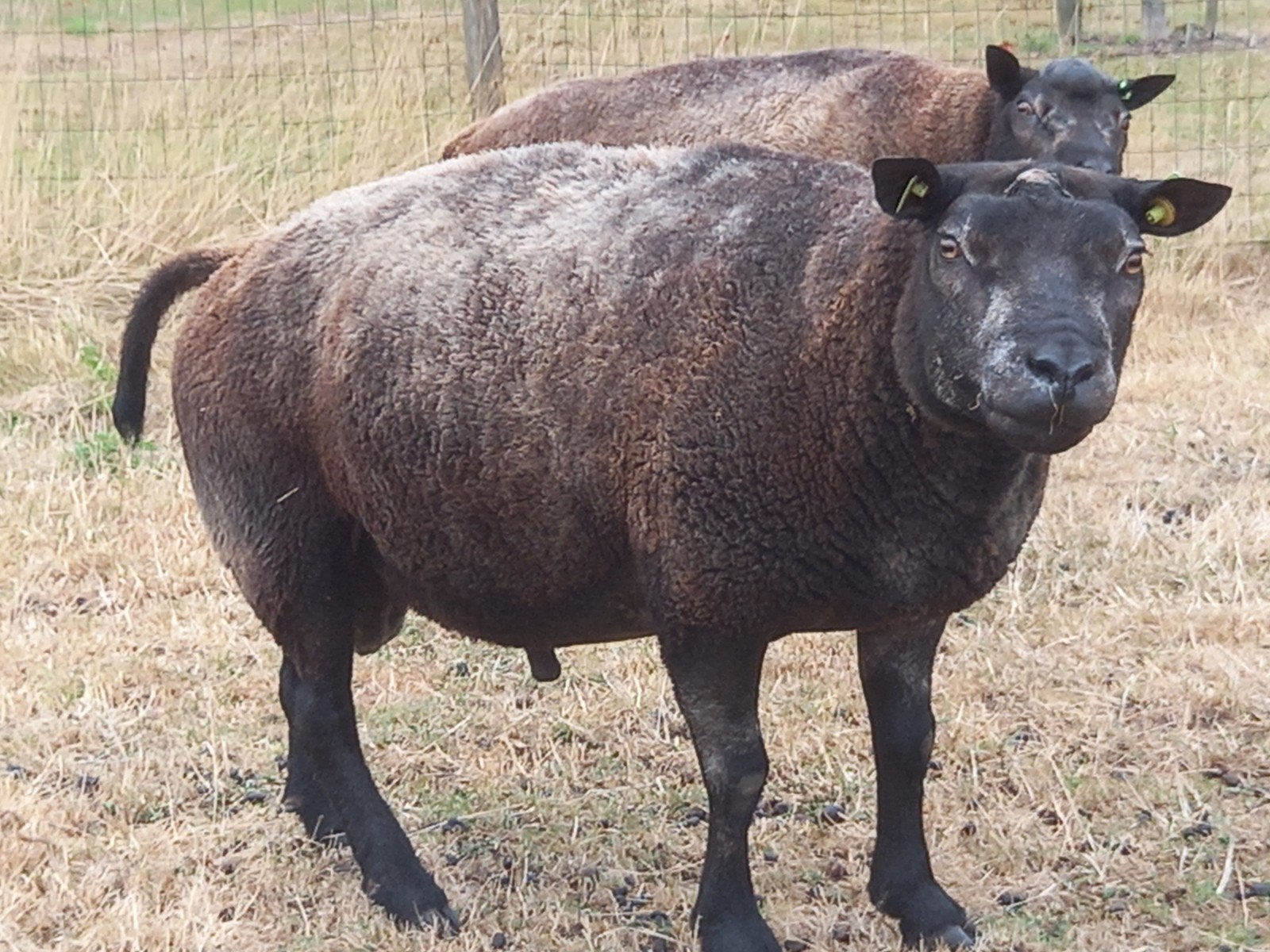 Blauwe texelaar ram., Mannelijk, Schaap