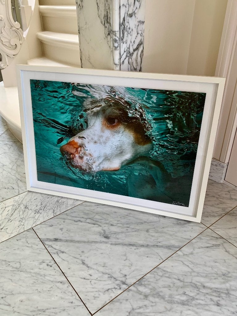 Seth Casteel ‘Victor’ uit de serie Underwater Dogs, Ophalen, Foto, Fotografie, Met ophangsysteem