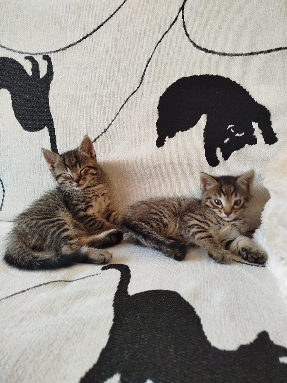 Kitten's te koop, Meerdere dieren, 0 tot 2 jaar