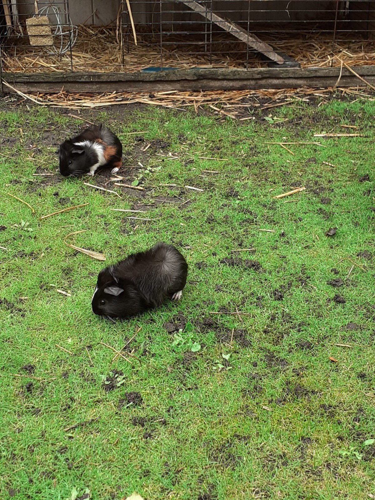 kleine beertjes te koop, Cavia, Augustus, Mannelijk, Tam