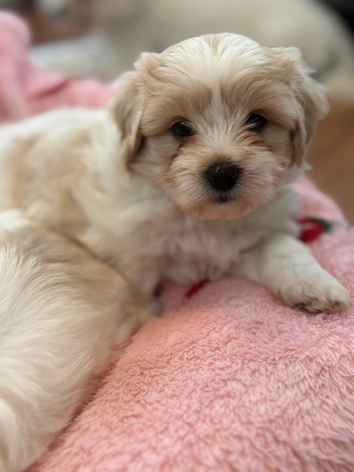 Lief Maltezer teefje zoekt een warm thuis ️, Dieren en Toebehoren, Maltezer, 8 tot 15 weken, Teef, Eén hond