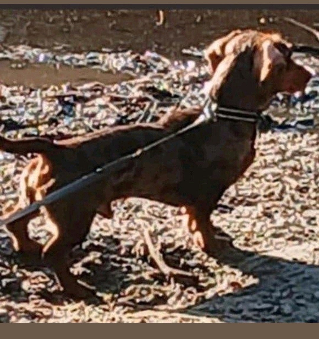 dekreu dwerg teckel pablo niet tekoop dekreu...😍, Reu, Eén hond, 3 tot 5 jaar, Nederland