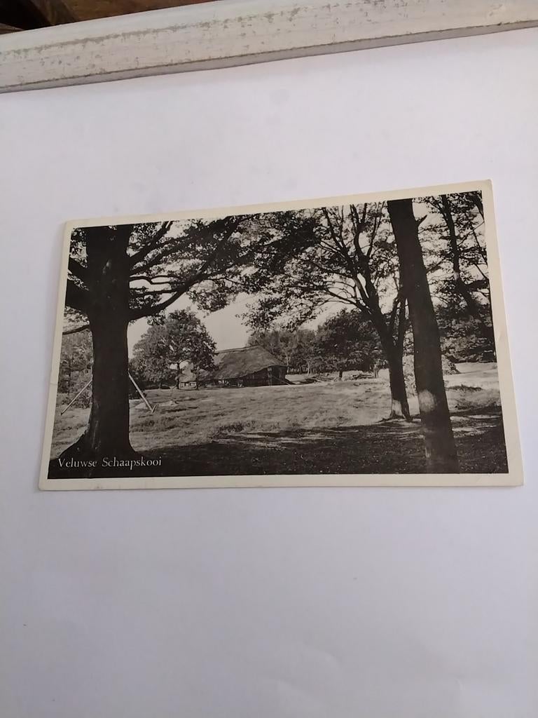 VELUWE. SCHAAPSKOOI, Verzamelen, Ophalen of Verzenden, Voor 1920, Gelderland