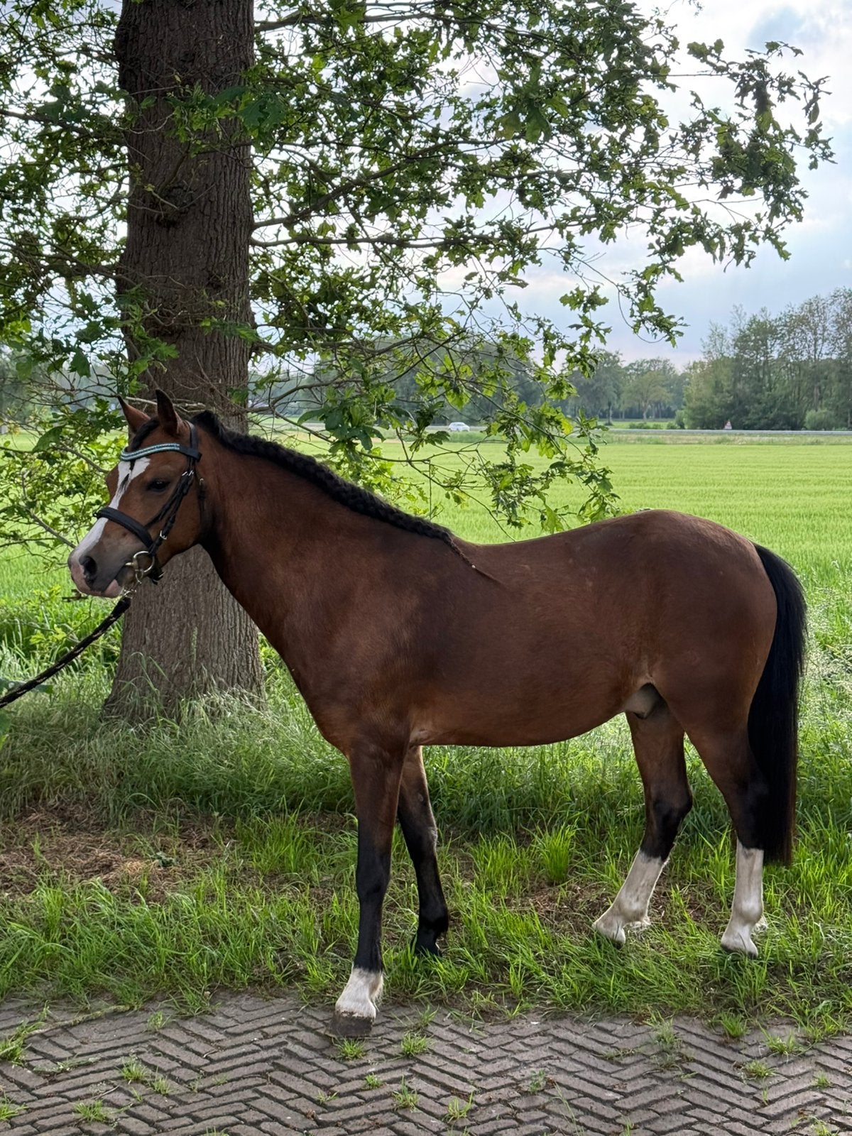 Mooie menpony/rijpony, Dieren en Toebehoren, Met stamboom, Ruin, Zadelmak, C pony (1.27m tot 1.37m)