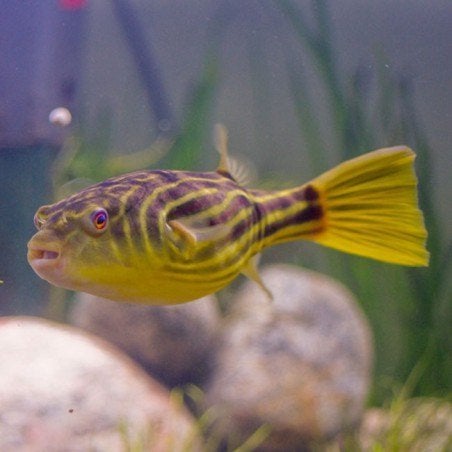 Tetraodon Fahaka - Kogelvis - Koidream Valburg, Vis, Zoetwatervis