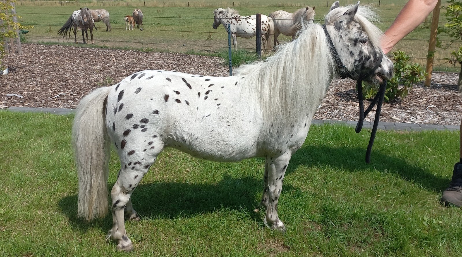 APPALOOSA MERRIE EN MEER., Dieren en Toebehoren, Merrie