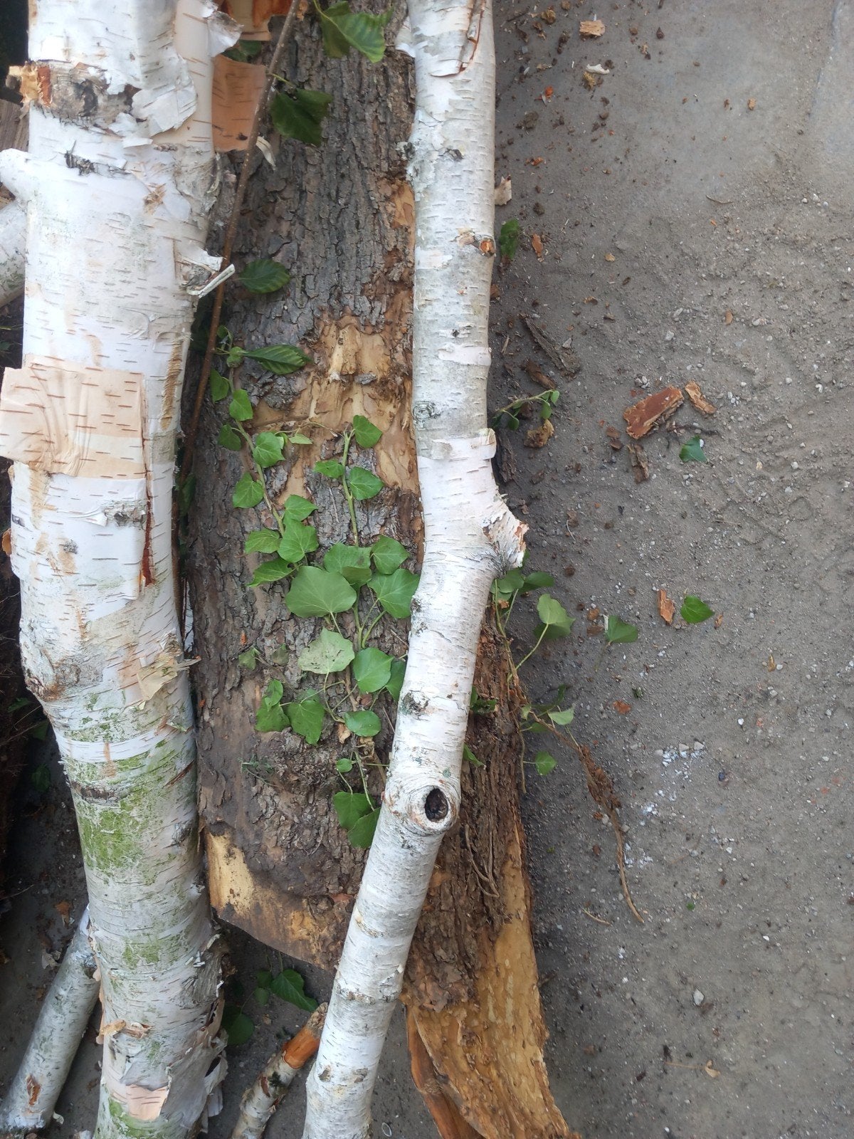 ginkgo stamhout ongeveer 40 jaar houtdraaier draaihout, Verzenden