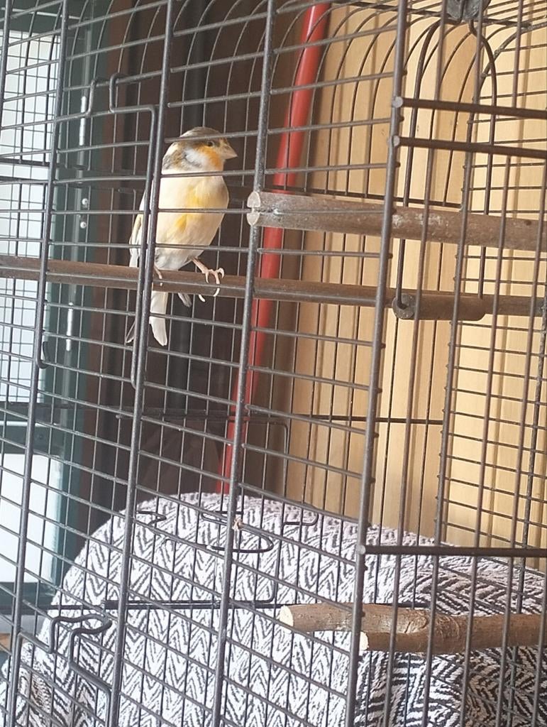 2x Harlekijn kanarie man, Dieren en Toebehoren, Vogels | Kanaries, Mannelijk, Kleurkanarie