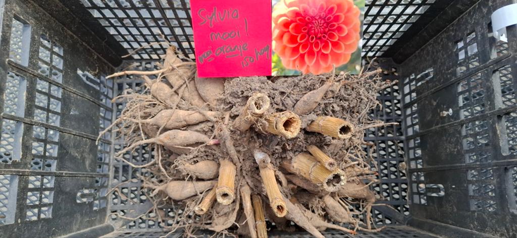 Dahlia knollen te koop, Tuin en Terras, Bloembollen en Zaden, Ophalen, Voorjaar, Volle zon, Knol