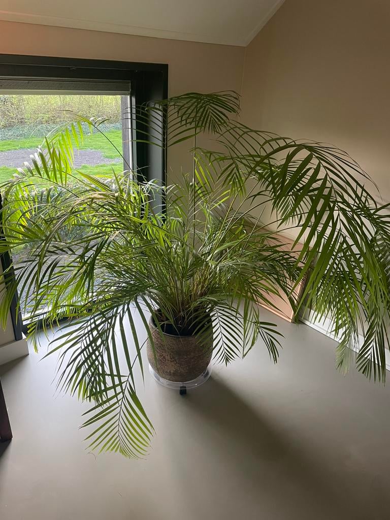 Grote Kentia palm in pot. €80,=, Huis en Inrichting, Ophalen, Palm, Halfschaduw, In pot