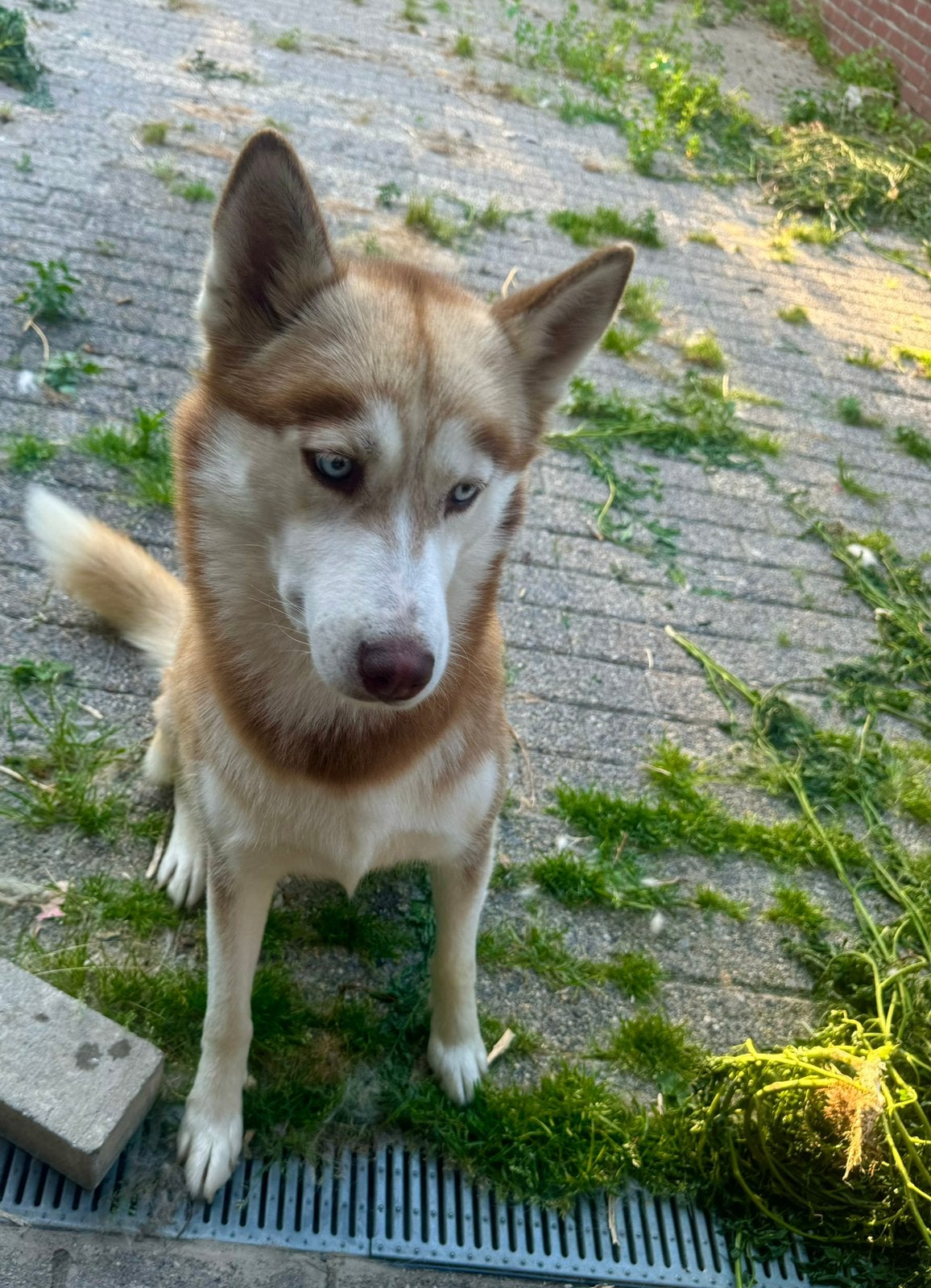 Siberische husky, Dieren en Toebehoren, Honden | Poolhonden, Keeshonden en Oertypen, Overige rassen, Teef, Eén hond, 3 tot 5 jaar
