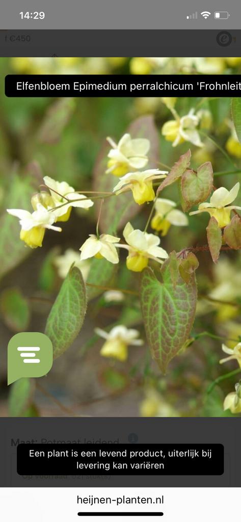 Tuinplant Elfenbloem, Vaste plant, Halfschaduw, Lente, Ophalen