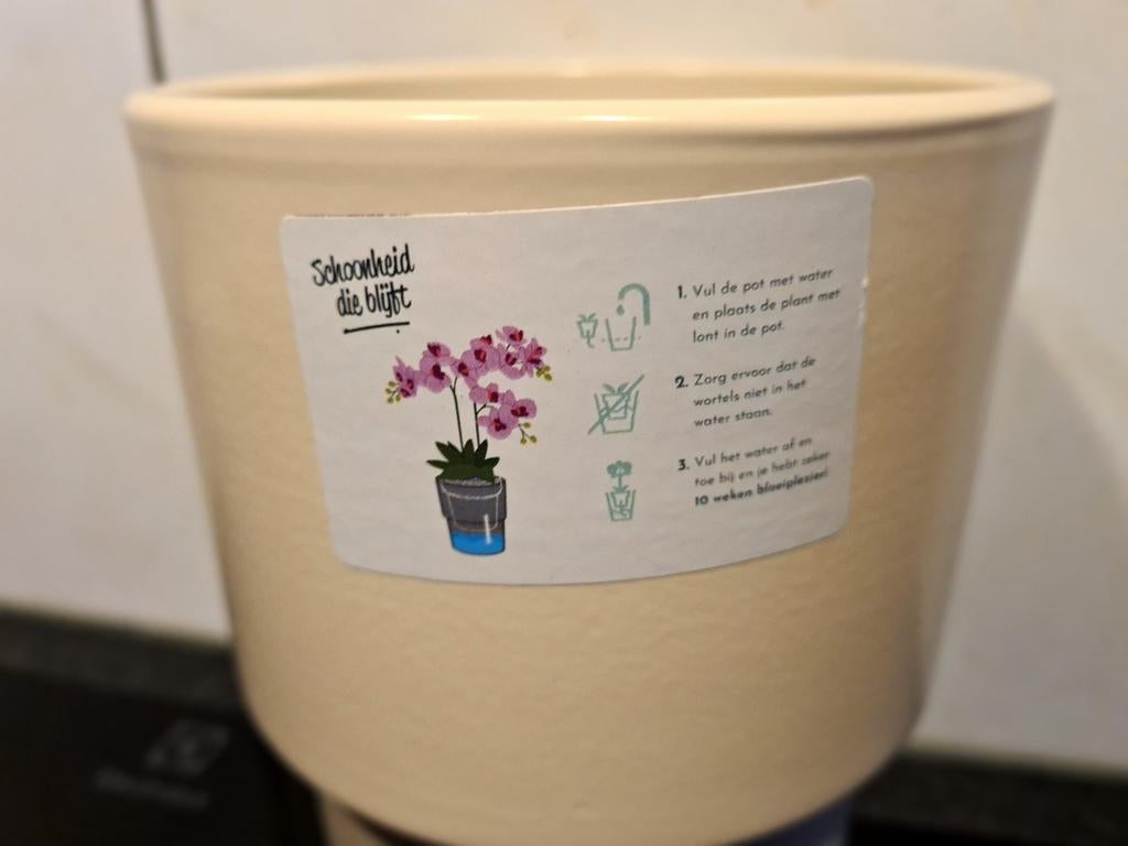 Planten pot, Tuin en Terras, Planten | Tuinplanten, Ophalen of Verzenden, Overige soorten, Volle zon