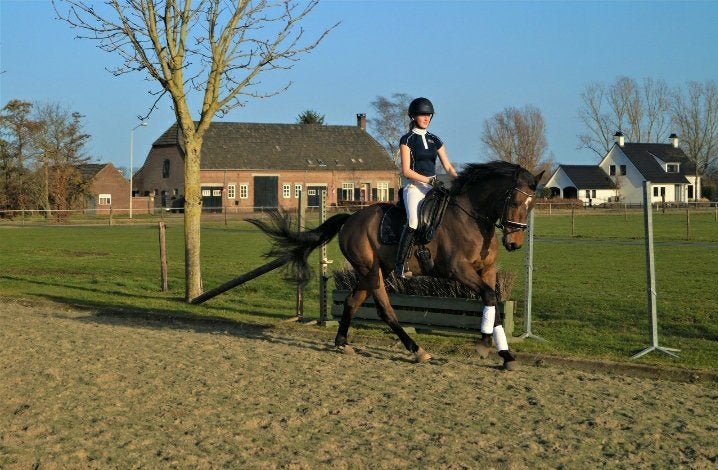Spring/Dressuur instructrice aangeboden, Gedragstraining