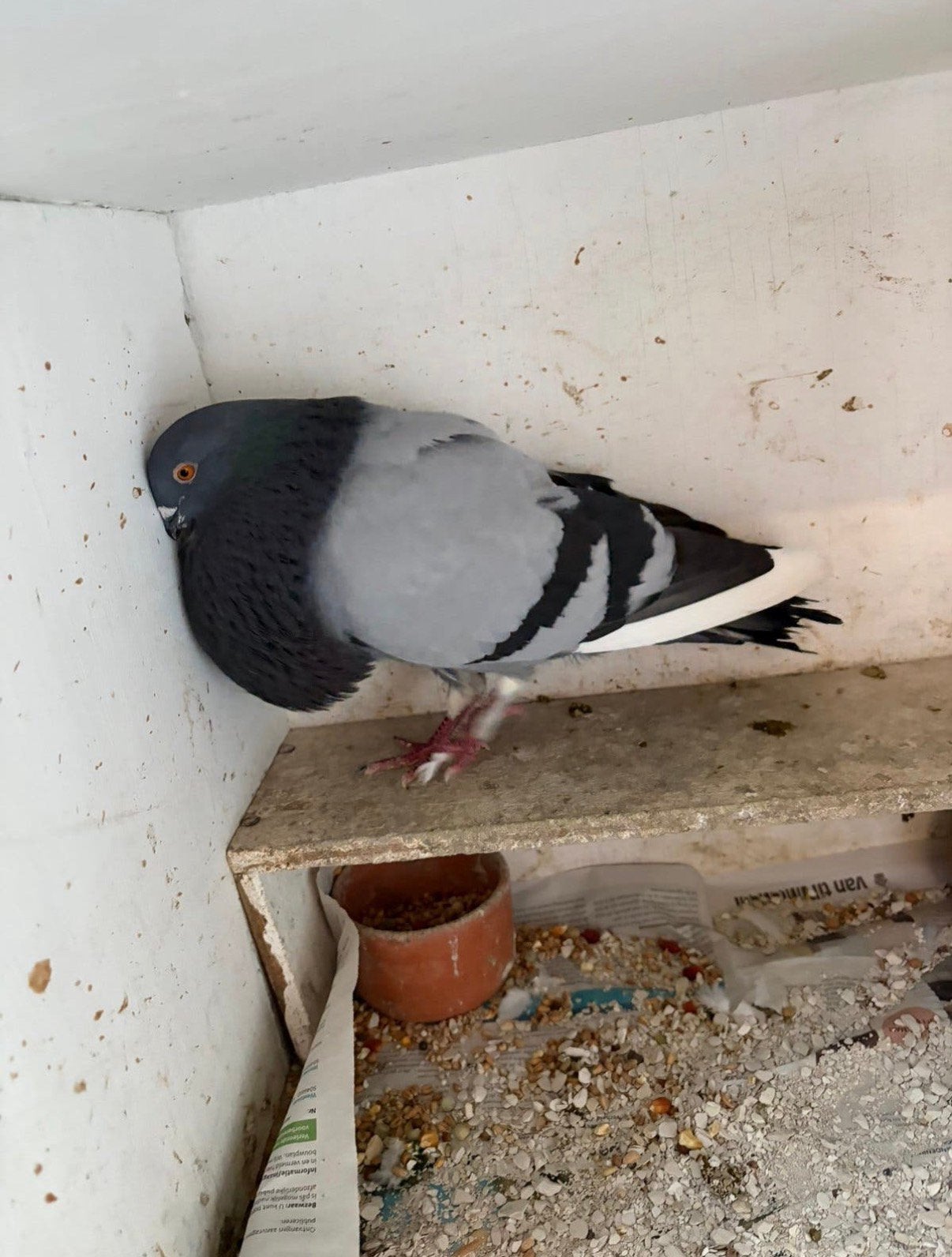 Kropper/Doffer, Dieren en Toebehoren, Vogels | Duiven, Mannelijk, Kropper