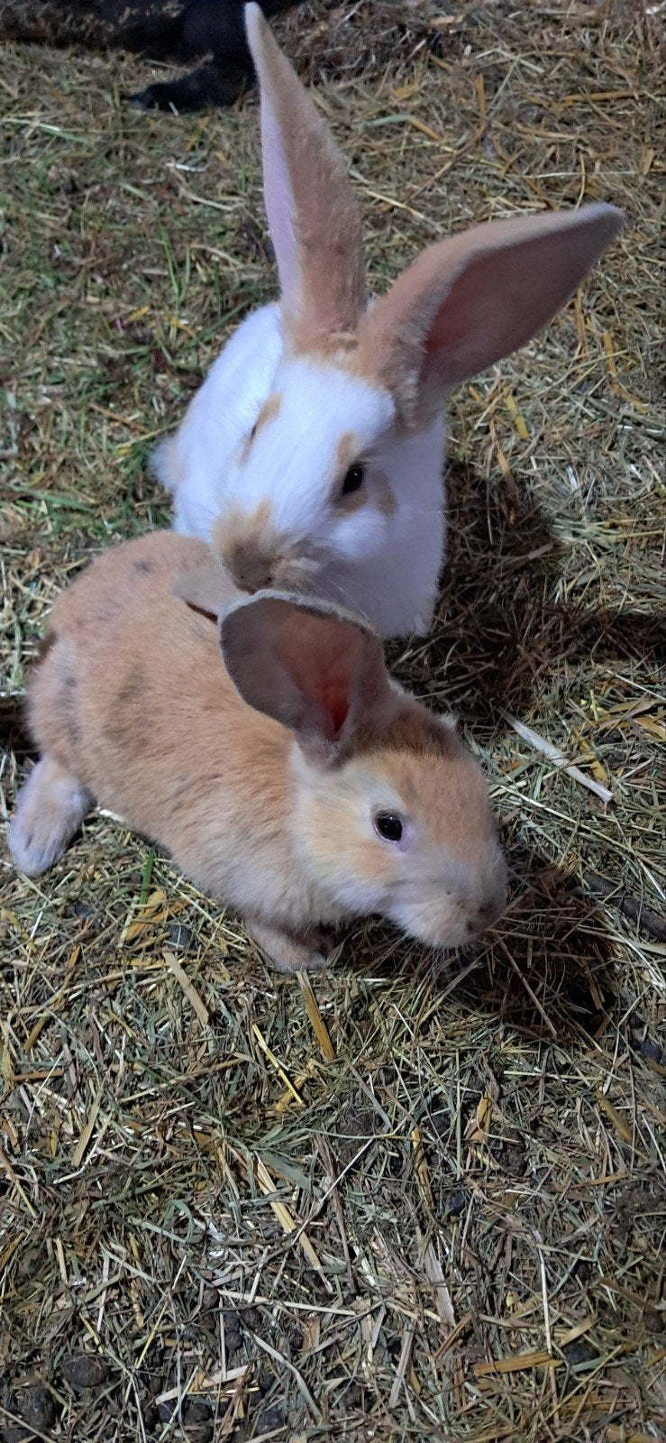 Konijnen, Dieren en Toebehoren, Meerdere dieren, Groot, 0 tot 2 jaar