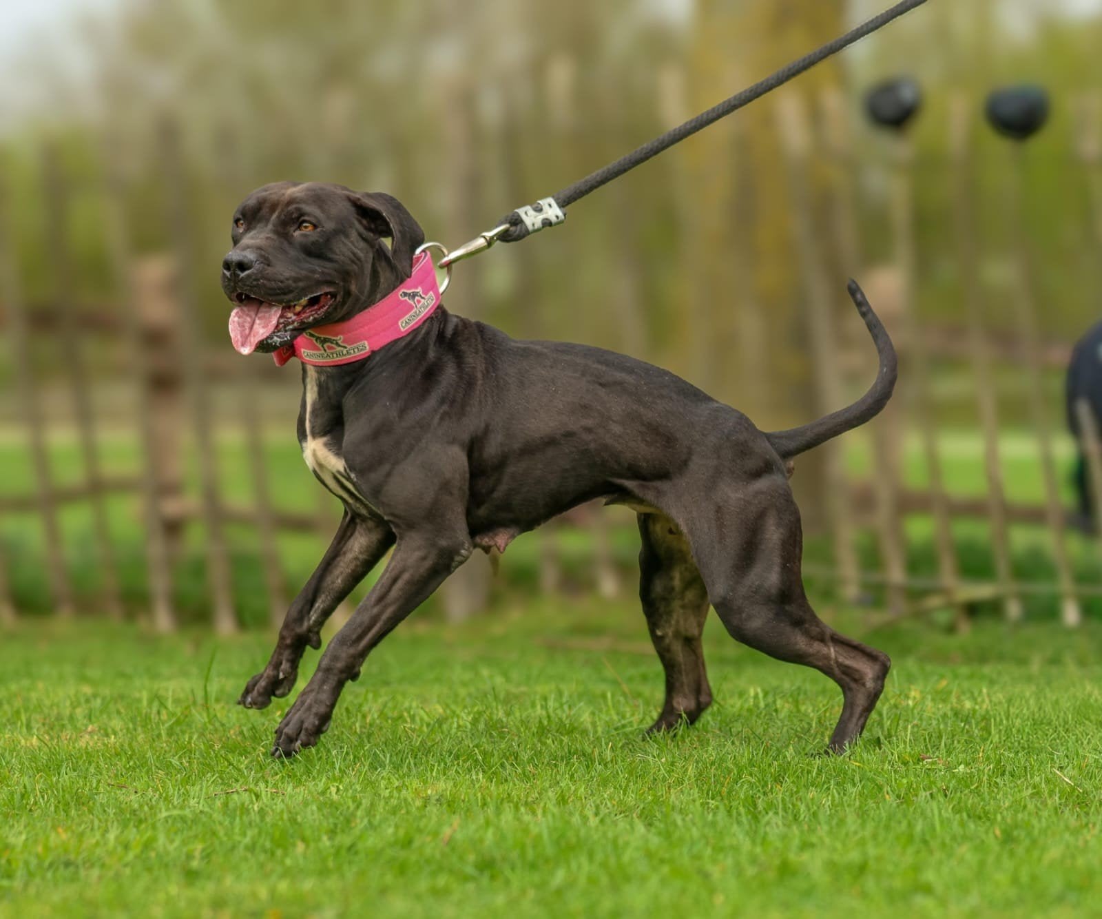 pitbull terriër, Overige rassen, Teef, Meerdere, CDV (hondenziekte)