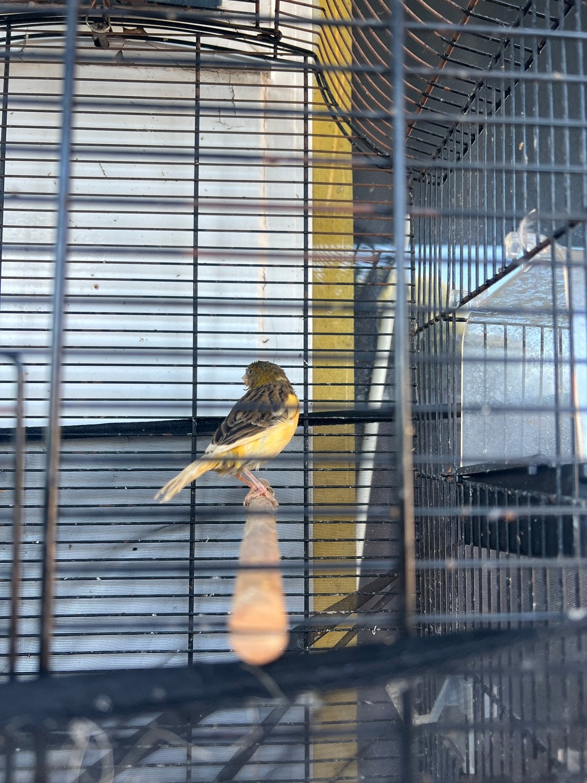 Kanarie, Dieren en Toebehoren, Vogels | Kanaries, Vrouwelijk, Kleurkanarie