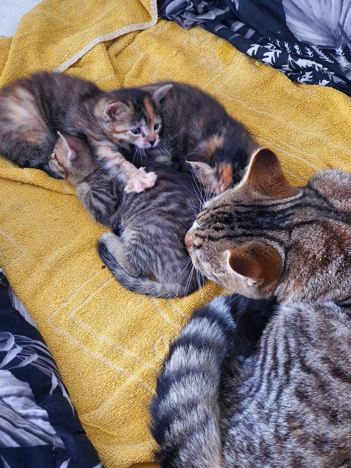 Jonge kittens, Dieren en Toebehoren, Katten en Kittens | Overige Katten, Meerdere dieren