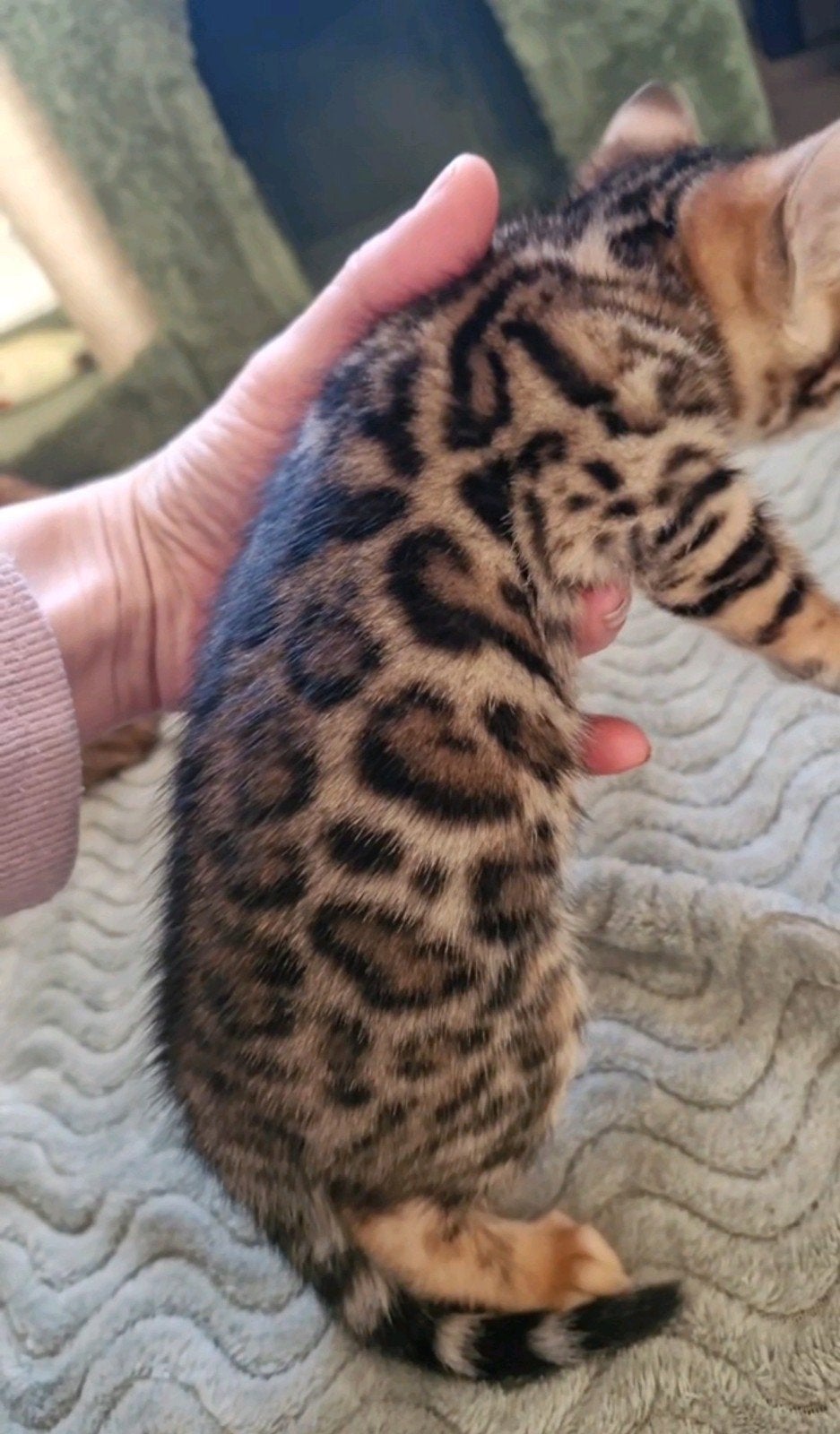 Bengaal kittens met stamboom verwacht JUNI 2026, Dieren en Toebehoren, Katten en Kittens | Raskatten | Korthaar, Meerdere dieren