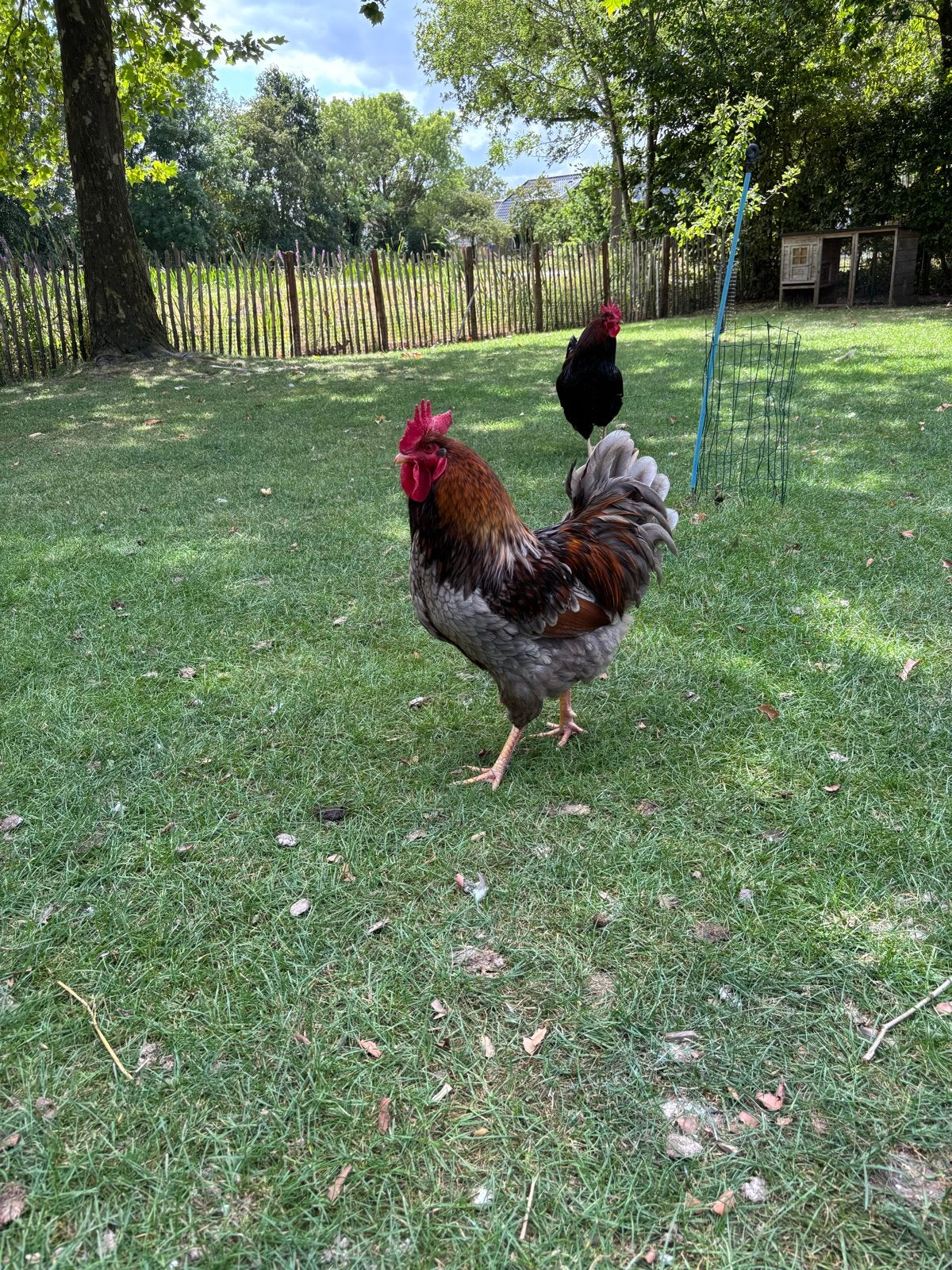 Mooie barnevelder haan, Dieren en Toebehoren, Pluimvee, Mannelijk, Kip