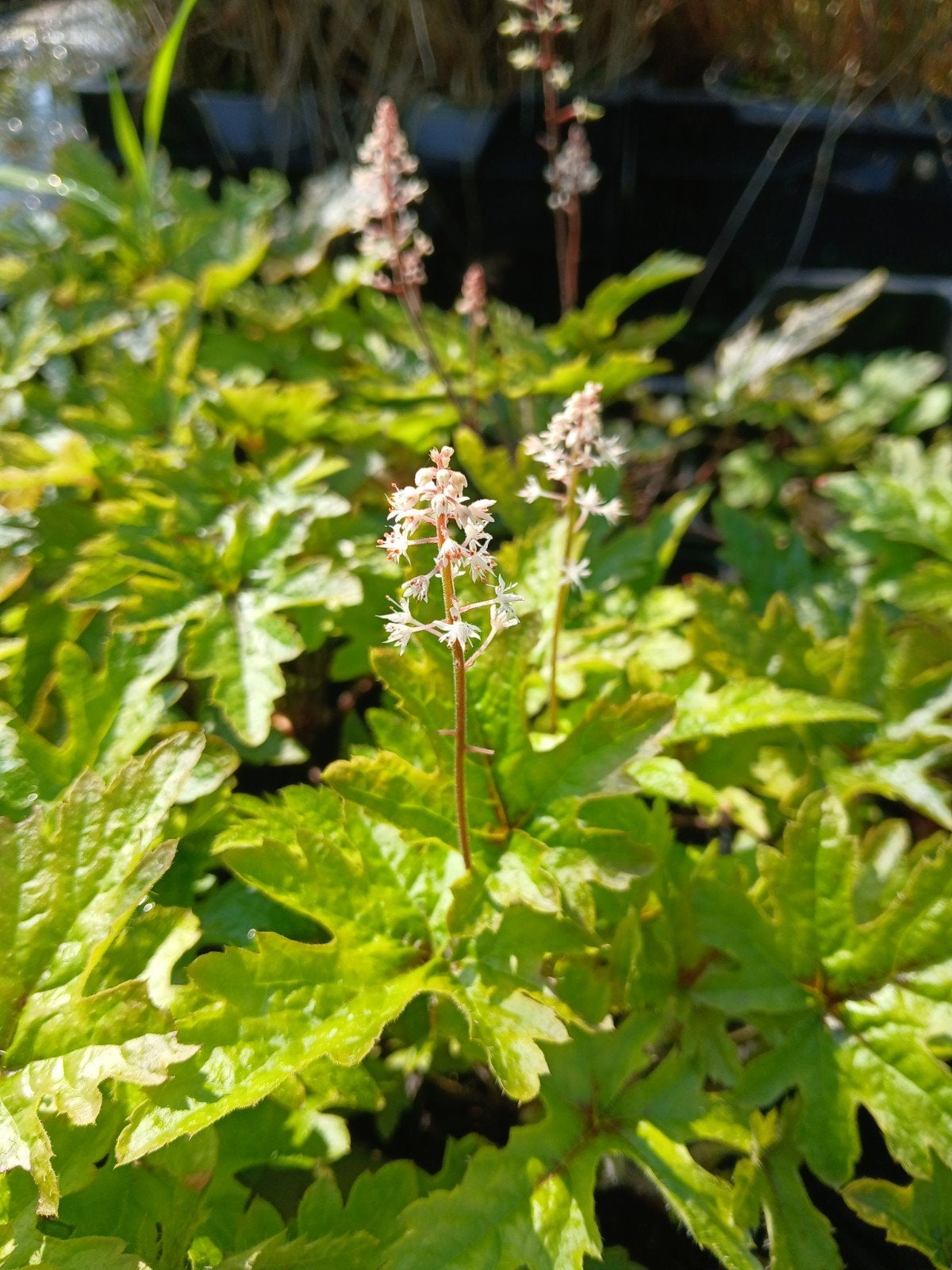 Tiarella cordifolia 'Pink Skyrocket' - Roze bloemen, Ophalen of Verzenden, Overige soorten, Halfschaduw