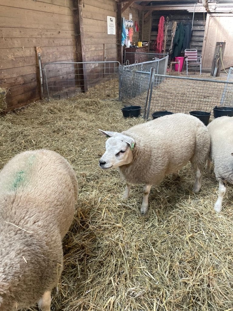 Texelaar dek ram schaap te koop, Dieren en Toebehoren, Schapen, Geiten en Varkens, Mannelijk, Schaap, 0 tot 2 jaar