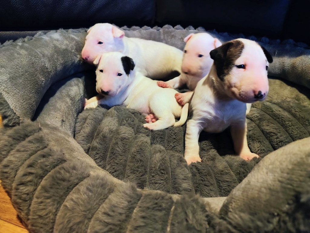 Bullterier pups, Dieren en Toebehoren, Bull Terriër, België, Fokker | Hobbymatig, 8 tot 15 weken