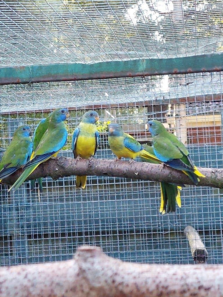 Opaline splendid poppen en wildkleur mannen kans split, Dieren en Toebehoren, Vrouwelijk, Parkiet, Geringd