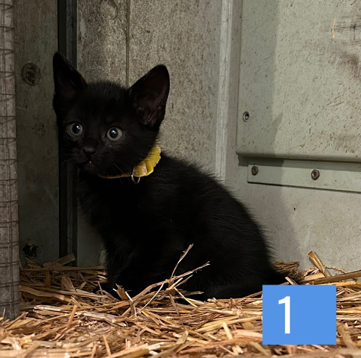Boerderijkittens, Meerdere dieren