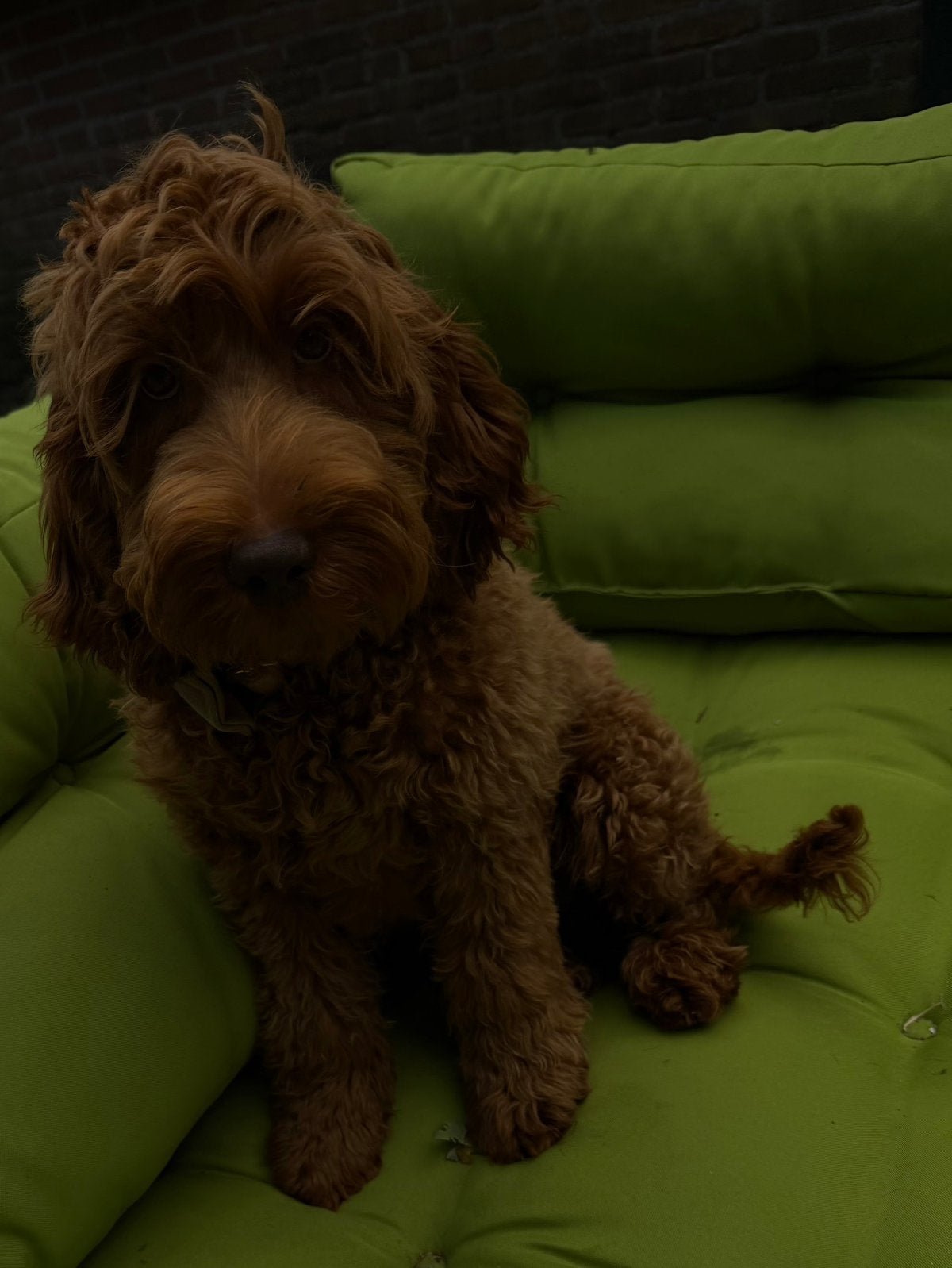 Gezocht; gastgezin voor Australian Labradoodle pup, Parvo, 15 weken tot 1 jaar, Overige rassen, Teef