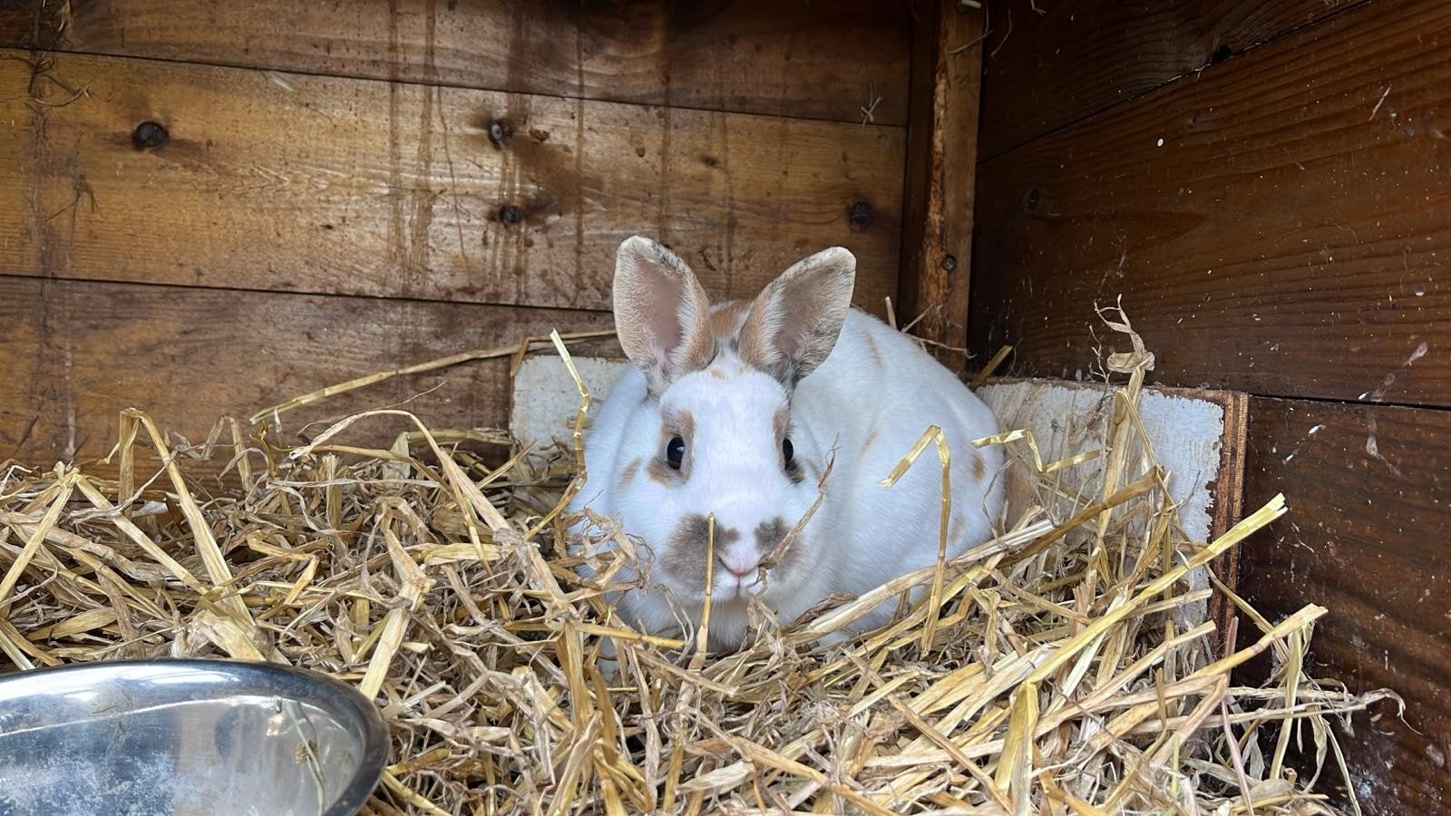 3 mooie konijnen, Dieren en Toebehoren, Konijnen, Mannelijk
