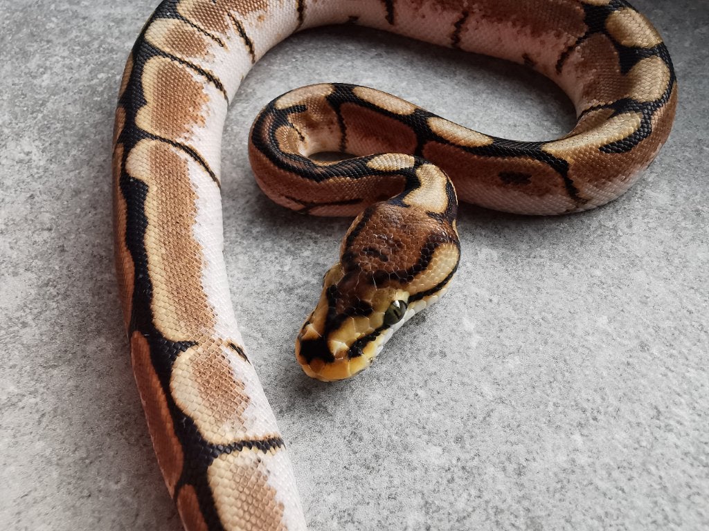 1.0 Spider (pos. het Piebald) Koningspython, Slang, Tam, 0 tot 2 jaar