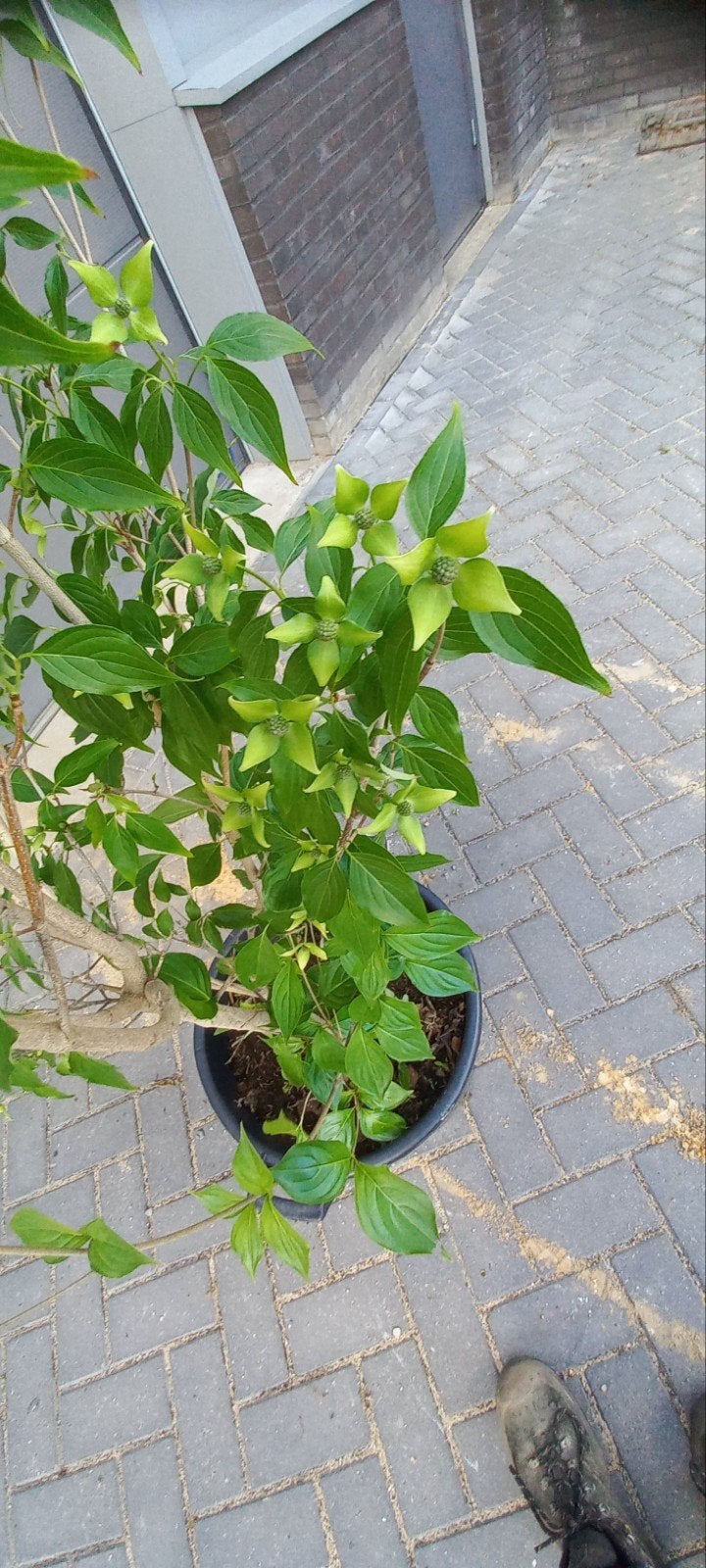 Cornus kousa 'Flower Tower' - Japanse Kornoelje 175 cm, Ophalen